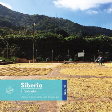El Salvador | Siberia | Red Bourbon | Natural | Espresso